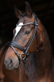 LJ Hoofdstel Limited Stellux frontriem, rond genaaid